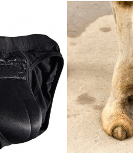 camel-toe.png